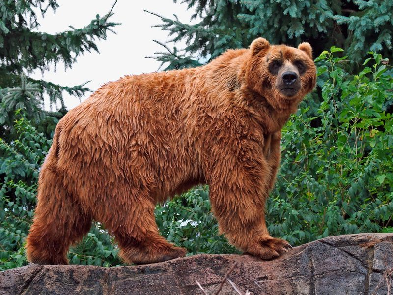  Daily Photo CD03 Kodiak Bear DISPLAY FULL IMAGE 