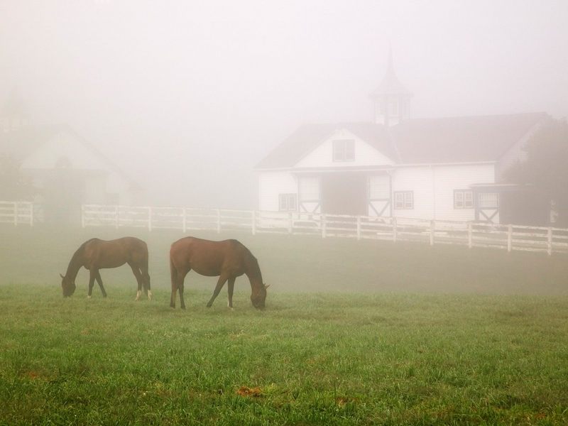 [Daily Photo CD03] Manchester Horse Farm, Lexington, Kentucky; DISPLAY FULL IMAGE.