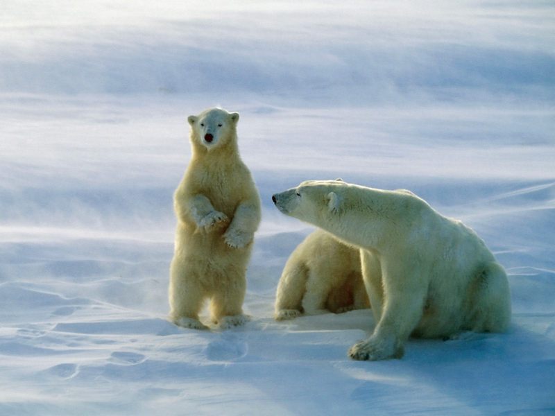 [Daily Photo CD03] Polar Bear family, Churchill, Canada; DISPLAY FULL IMAGE.