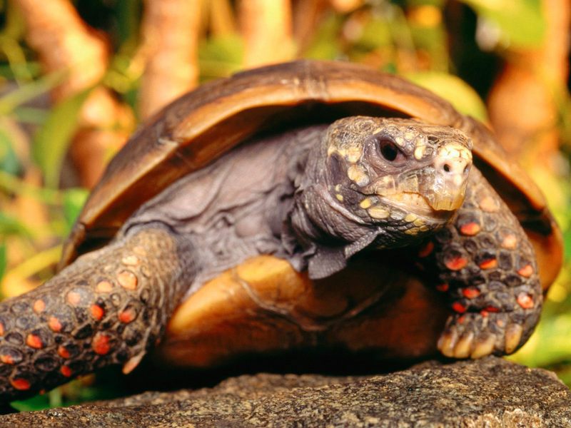 [Daily Photo CD03] Red-footed Tortoise; DISPLAY FULL IMAGE.