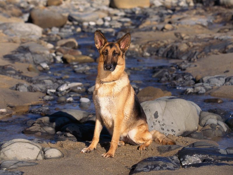 [Daily Photo CD03] Shoreline Sentinel German Shepherd; DISPLAY FULL IMAGE.