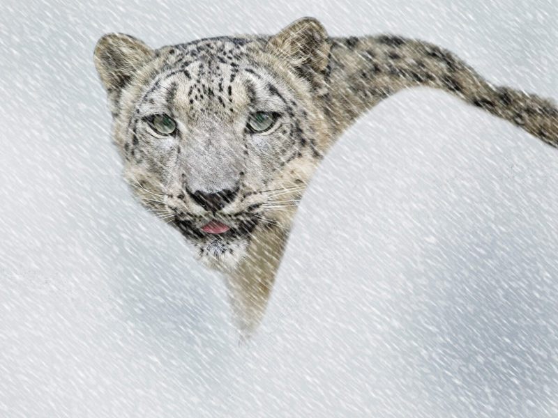 [Daily Photo CD03] Snow Leopard in Storm; DISPLAY FULL IMAGE.