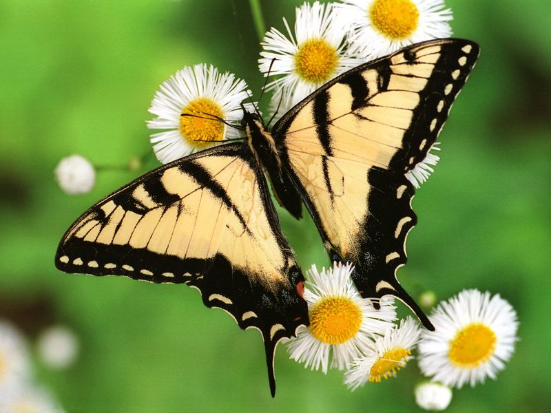 [Daily Photo CD03] Tiger Swallowtail Butterfly; DISPLAY FULL IMAGE.