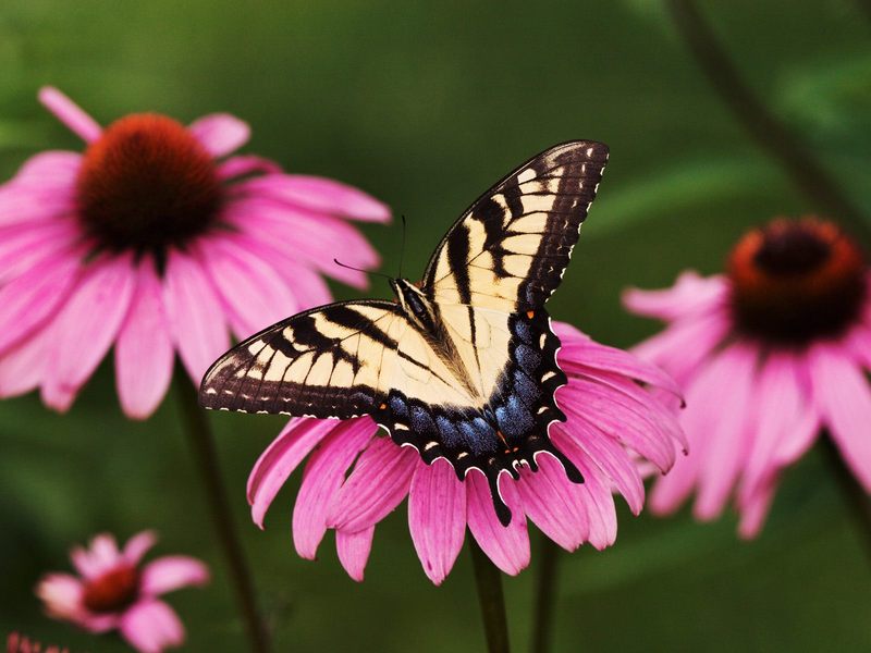 [Daily Photo CD03] Tiger Swallowtail Butterfly on a Purple Coneflower; DISPLAY FULL IMAGE.