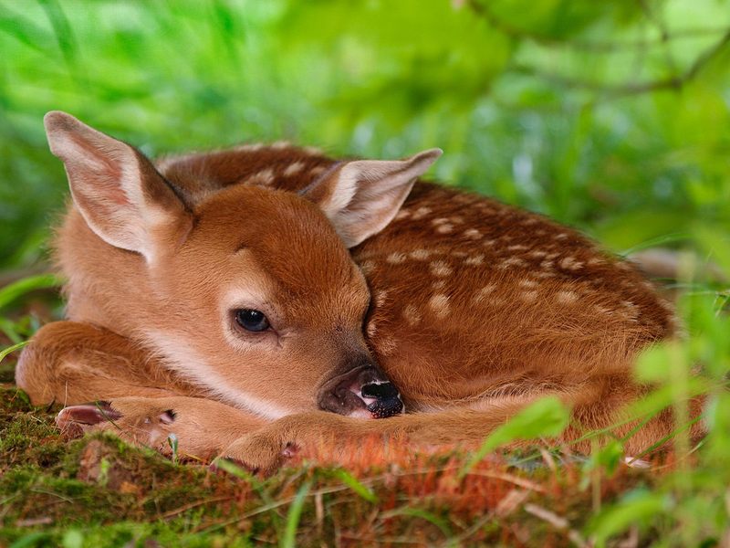 [Daily Photo CD03] Two-Day-Old Baby White-Tailed Deer; DISPLAY FULL IMAGE.