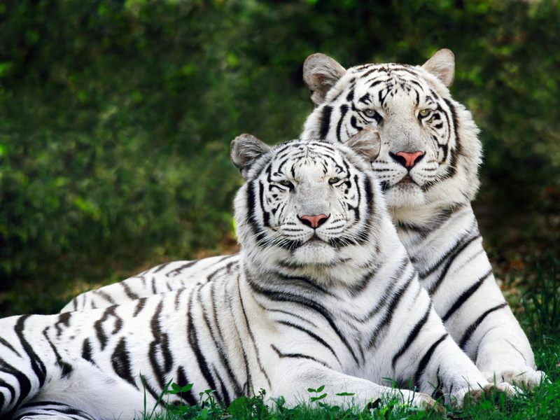 [Daily Photo CD03] White Phase Bengal Tiger; DISPLAY FULL IMAGE.