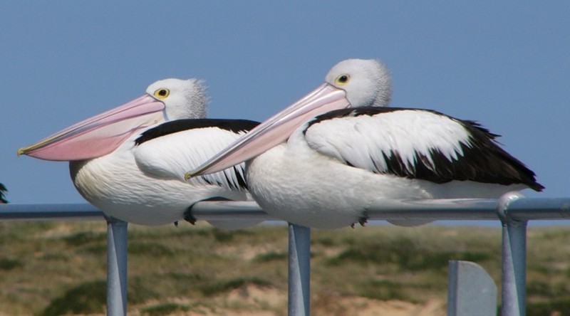 perching Australian pelicans; DISPLAY FULL IMAGE.