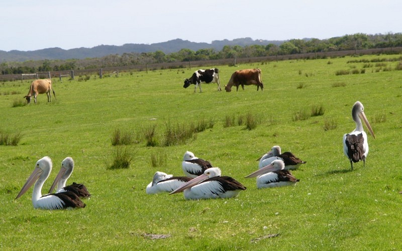Australian pelican pastures; DISPLAY FULL IMAGE.