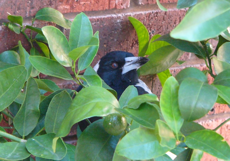 save me.. (Australian Magpie); DISPLAY FULL IMAGE.