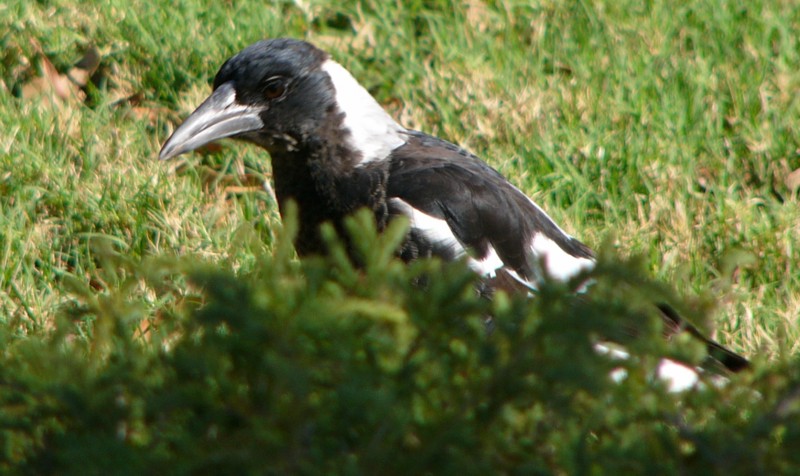 Australian magpie seeks; DISPLAY FULL IMAGE.