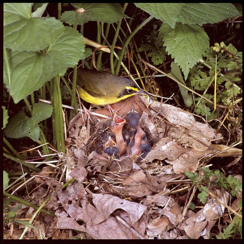 Kentucky Warbler (Oporornis formosus) {!--켄터키솔새-->; DISPLAY FULL IMAGE.