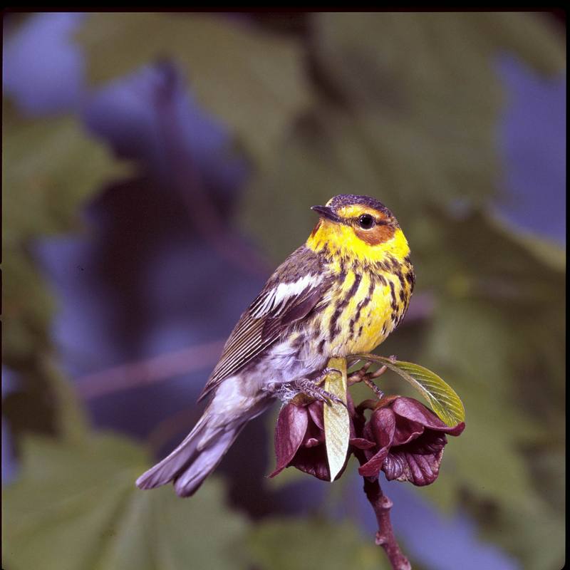 Cape May Warbler (Dendroica tigrina) {!--붉은뺨솔새-->; DISPLAY FULL IMAGE.