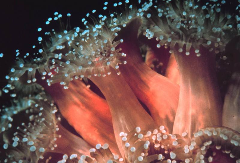 Strawberry Sea Anemone {!--말미잘-->; DISPLAY FULL IMAGE.