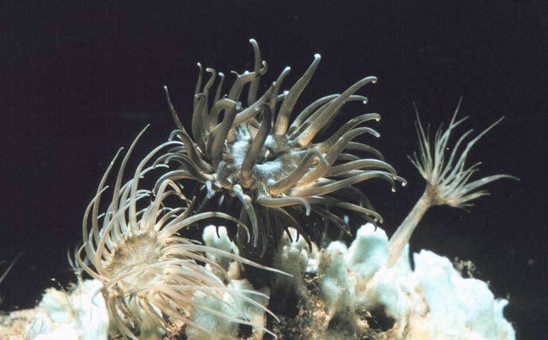 Sea Anemone (Aiptasia sp.) {!--말미잘-->; DISPLAY FULL IMAGE.