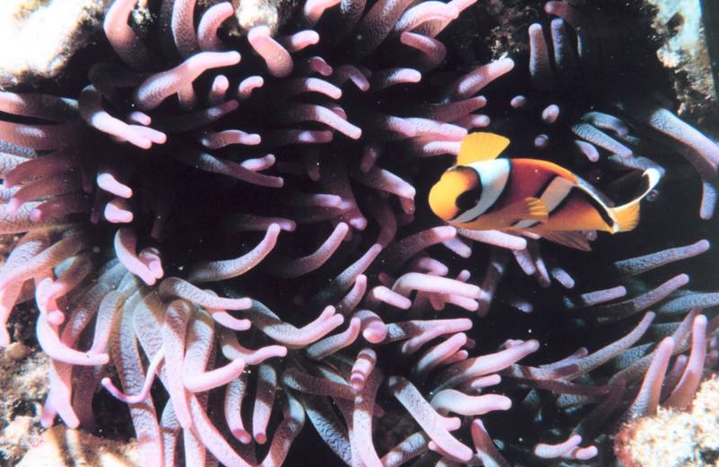 Two-banded Clownfish & Sea Anemone {!--말미잘-->; DISPLAY FULL IMAGE.
