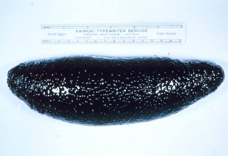 Sea Cucumber (Holothuria atra) {!--해삼(海蔘)-->; DISPLAY FULL IMAGE.