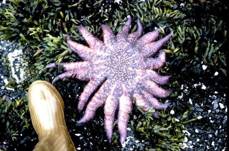 Sunflower Sea Star (Pycnopodia helianthoides) {!--해바라기불가사리-->; DISPLAY FULL IMAGE.