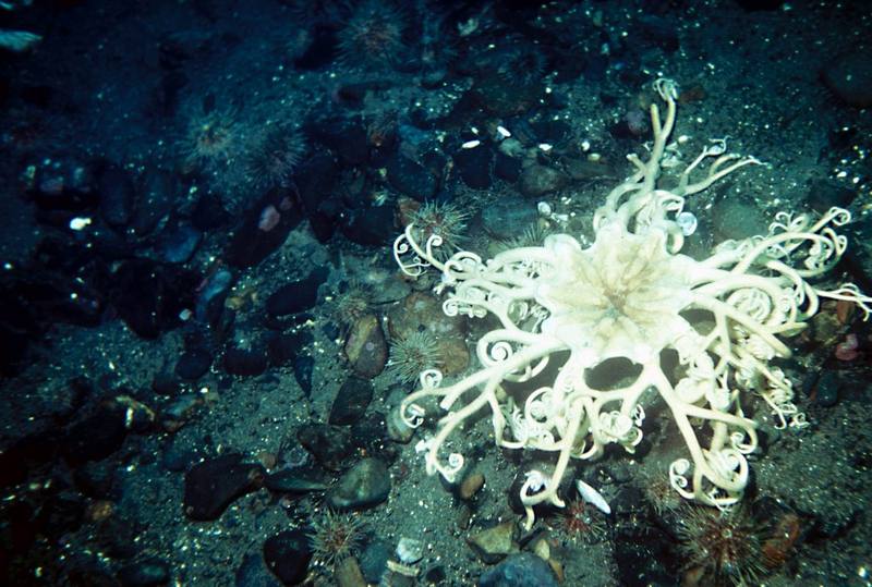 Basket Sea Star (Astrophyton muriatum) {!--바구니불가사리-->; DISPLAY FULL IMAGE.