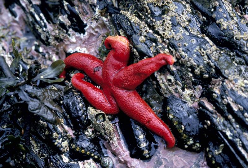 Blood Sea Star (Henricia sanguinolenta) {!--불가사리-->; DISPLAY FULL IMAGE.
