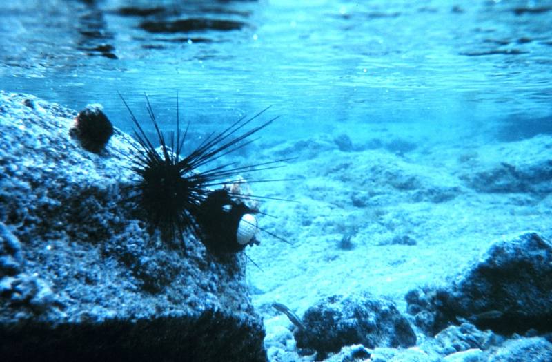 Sea Urchins {!--성게-->; DISPLAY FULL IMAGE.