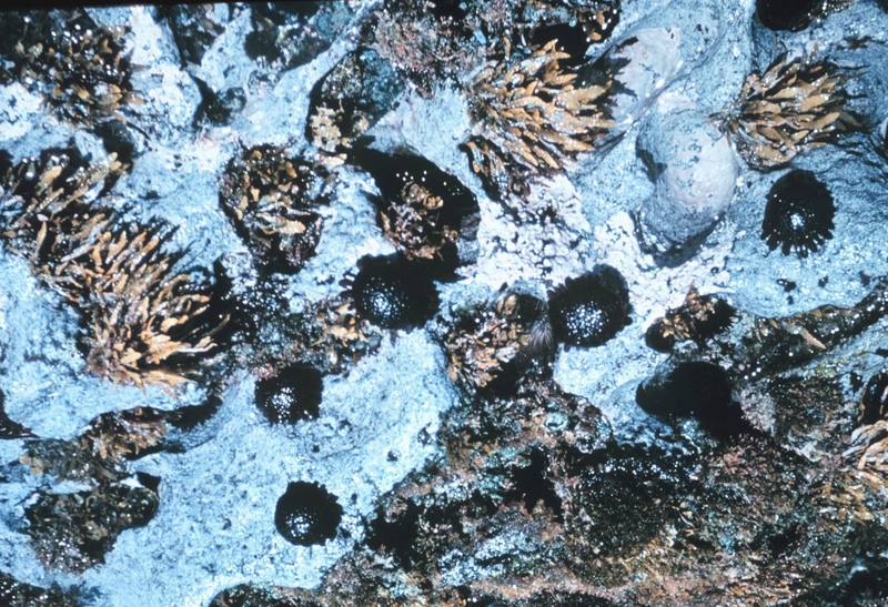 Sea Urchins (Colobocentrotus atratus) {!--성게-->; DISPLAY FULL IMAGE.