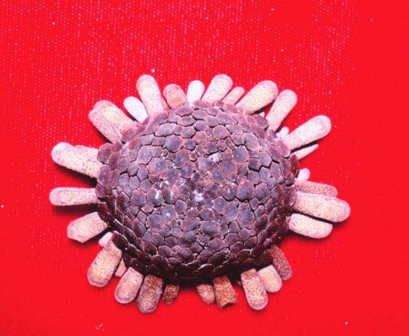 Sea Urchin (Colocentrotus atratus) {!--성게-->; DISPLAY FULL IMAGE.