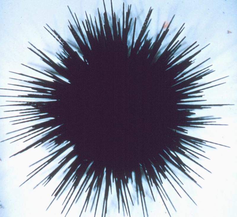 Sea Urchin (Echinothrix diadema) {!--성게-->; DISPLAY FULL IMAGE.