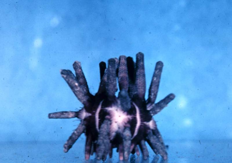 Sea Urchin (Eucidaris metularia) {!--성게-->; DISPLAY FULL IMAGE.
