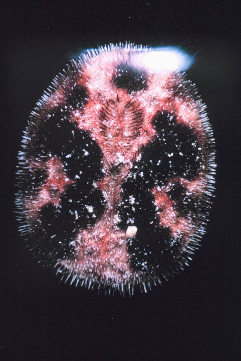 Short-spined Sea Urchin (Brissus latercarinatus) {!--성게-->; DISPLAY FULL IMAGE.