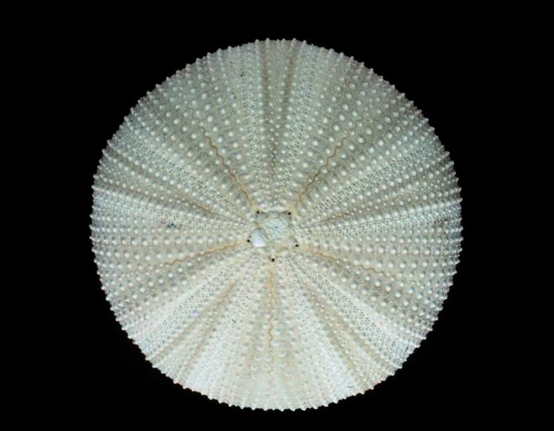 Sea Urchin - dorsal view {!--성게-->; DISPLAY FULL IMAGE.