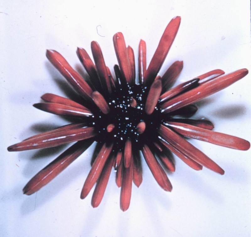 Sea Urchins (Heterocentrotus mammilatus) {!--성게-->; DISPLAY FULL IMAGE.