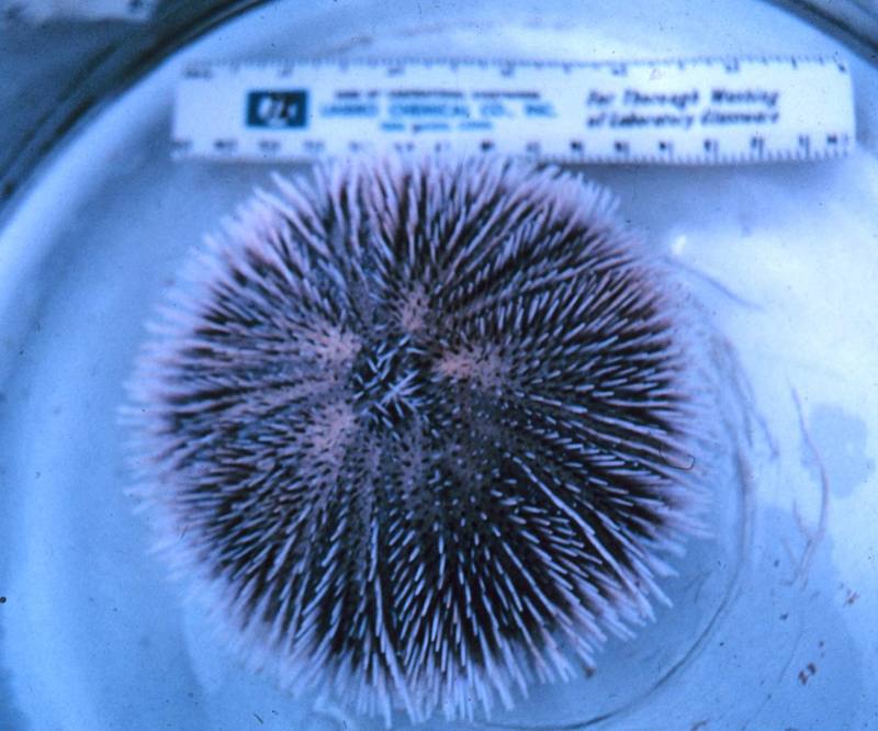 Sea Urchin {!--성게-->; DISPLAY FULL IMAGE.