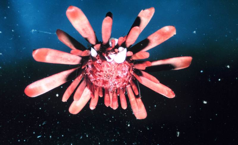 Sea Urchin (Heterocentrotus mammilatus) {!--성게-->; DISPLAY FULL IMAGE.