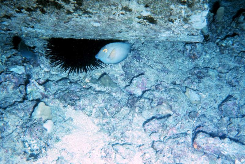 Sea Urchin {!--성게-->; DISPLAY FULL IMAGE.