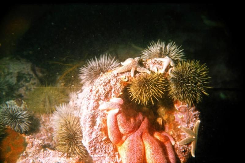 Sea Stars & Sea Urchin {!--성게-->; DISPLAY FULL IMAGE.