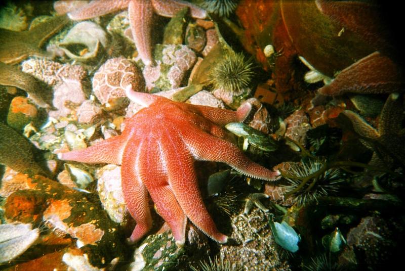 Sea Stars & Sea Urchin {!--성게-->; DISPLAY FULL IMAGE.