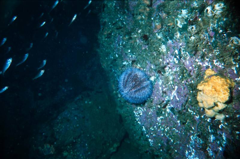 Sea Urchin (Echinus esculentus) {!--성게-->; DISPLAY FULL IMAGE.