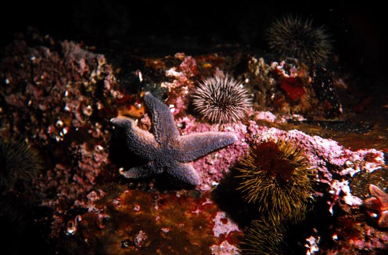 Green Sea Urchin (Strongylocentrotus droebachiensis) {!--북극성게-->; DISPLAY FULL IMAGE.