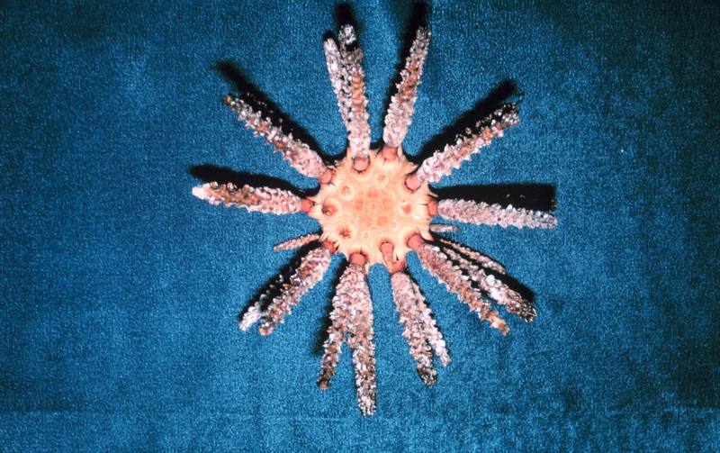 Sea Urchin (Prionocidaris hawaiiensis) {!--성게-->; DISPLAY FULL IMAGE.