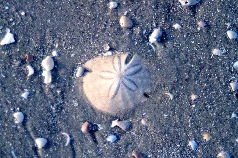 Keyhole Sea Urchin {!--성게-->; DISPLAY FULL IMAGE.