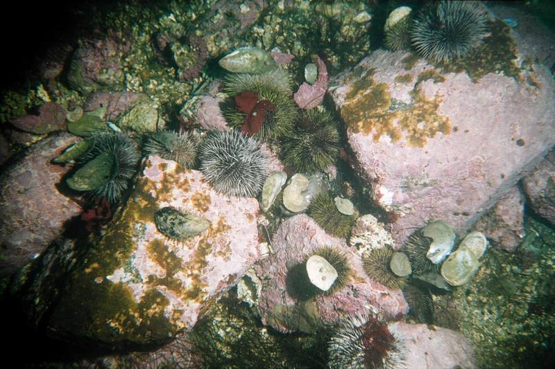 Green Sea Urchin (Strongylocentrotus droebachiensis) {!--북극성게-->; DISPLAY FULL IMAGE.