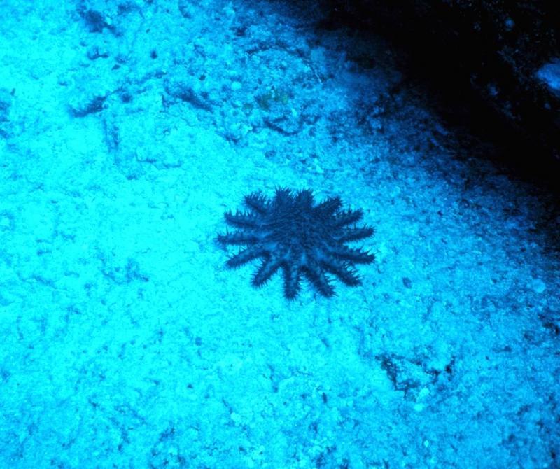 Crown of Thorns Sea Star {!--불가사리-->; DISPLAY FULL IMAGE.