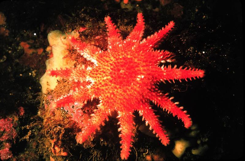 Sun Starfish {!--불가사리-->; DISPLAY FULL IMAGE.