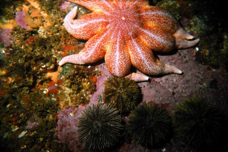 Sea Star (Solaster endeca) {!--불가사리-->; DISPLAY FULL IMAGE.