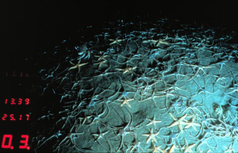 Brittle Sea Star (Ophiura sarsii) {!--불가사리-->; DISPLAY FULL IMAGE.
