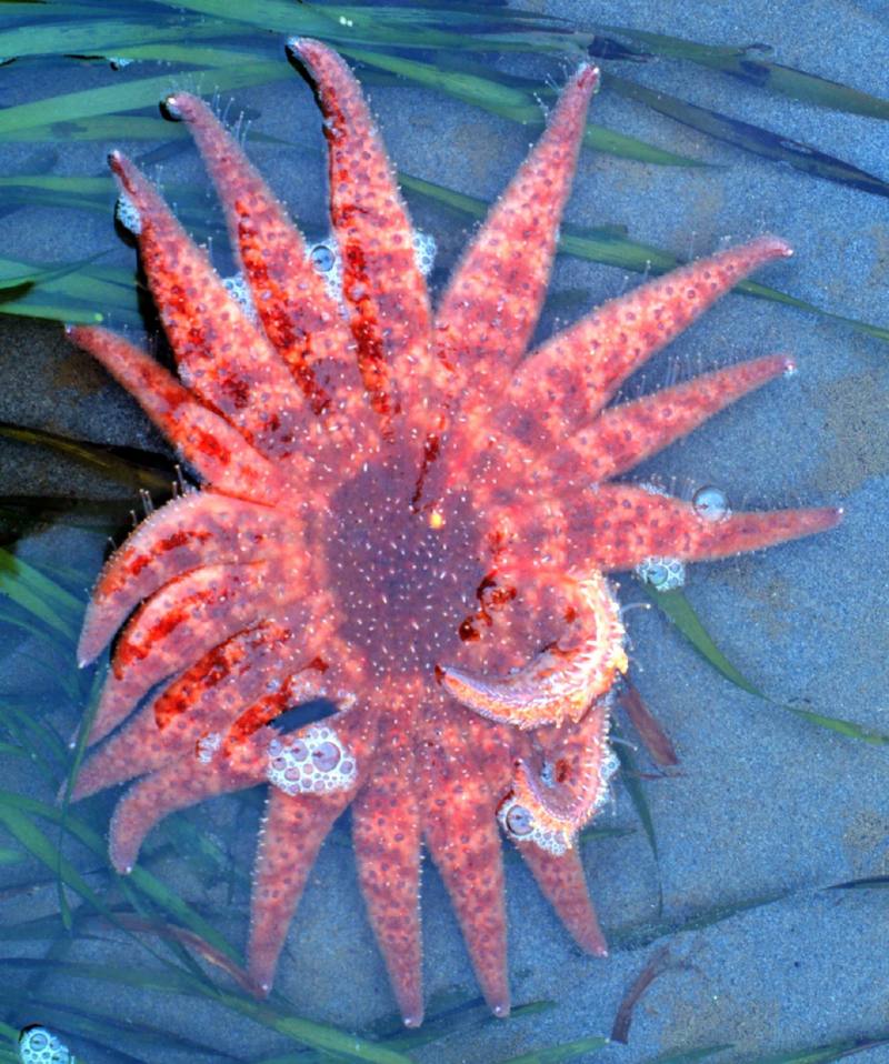 Sunflower Sea Star (Pycnopodia helianthoides) {!--불가사리-->; DISPLAY FULL IMAGE.