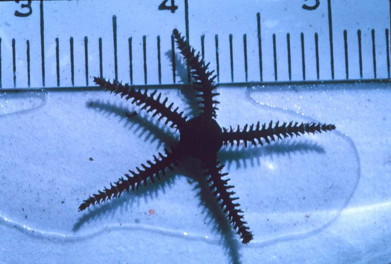 Hawaiian Brittle Sea Star {!--불가사리-->; DISPLAY FULL IMAGE.