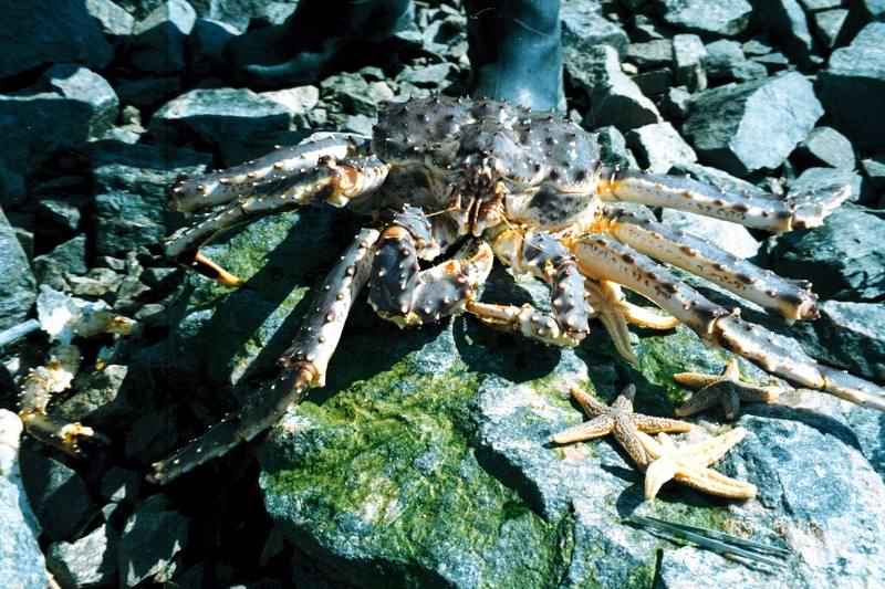 Red king crab (Paralithodes camtschaticus) & Sea Star (Asterias rubens) {!--불가사리-->; DISPLAY FULL IMAGE.