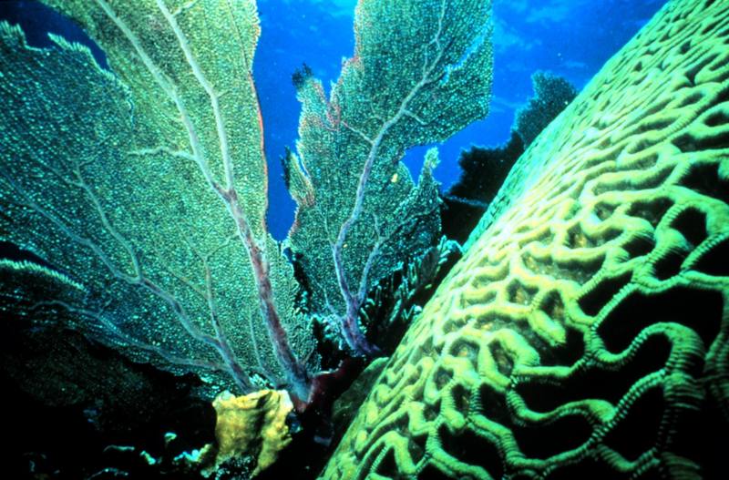 Brain Coral & Sea Fan {!--부채산호-->; DISPLAY FULL IMAGE.