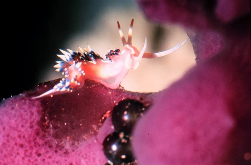 Indian Nudibranch (Caloria indica) {!--갯민숭달팽이--> on Purple Sponge {!--해면-->; DISPLAY FULL IMAGE.